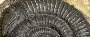 Fossil Myths and Folklore (part 1)