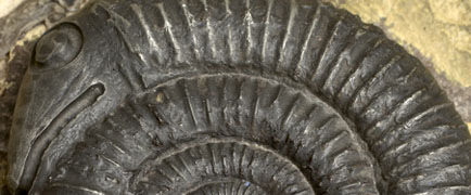 Detail of Snakestone