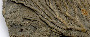 Detail of Crinoid (image/jpeg)