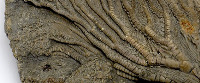 Detail of Crinoid (image/jpeg)
