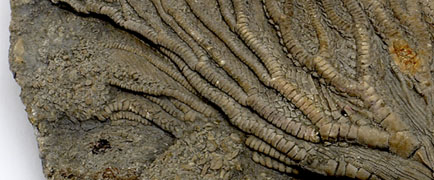 Detail of Crinoid