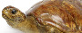 turtle (image/jpeg)