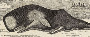 detail from whaling print (image/jpeg)