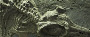 ichthyosaurus detail (image/jpeg)