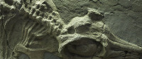 ichthyosaurus detail (image/jpeg)