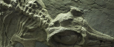 ichthyosaurus detail