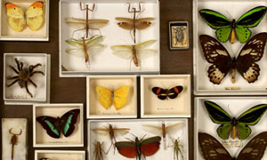 Insect draw