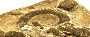 Detail of ammonite slab (image/jpeg)