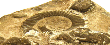 Detail of ammonite slab