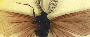 Carl Linnaeus (1707-1778): Classifying Nature