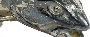 silver cod (image/jpeg)