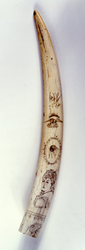 Walrus Tusk - Scrimshaw (image/jpeg)