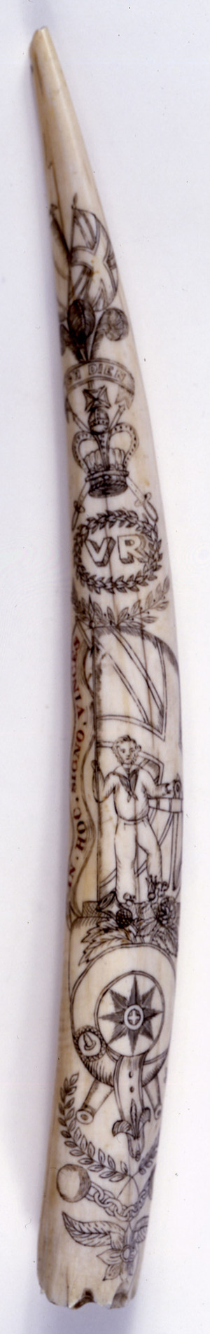 Walrus Tusk - Scrimshaw (image/jpeg)