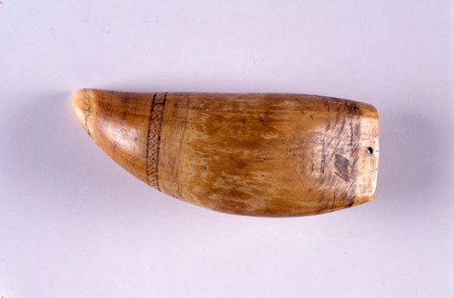 Sperm Whale Tooth - Scrimshaw (image/jpeg)