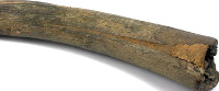mammoth tusk (image/jpeg)