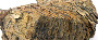 mammoth tooth (image/jpeg)