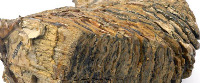 mammoth tooth (image/jpeg)