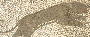leopard detail (image/jpeg)