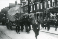 Elephants on a residential street