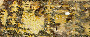 Detail from floor tile (image/jpeg)