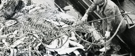 Detail of fisherman working with a catch on deck