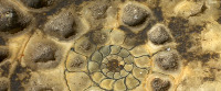 Detail of Ammonite (image/jpeg)