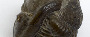 Spineless Creatures (part 2)