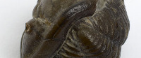 Detail of Trilobite (image/jpeg)