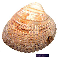 (image/jpeg)