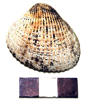 (image/jpeg)