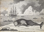 The Spermaceti Whale brought to Greenland Dock 1762