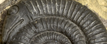 Detail of Snakestone