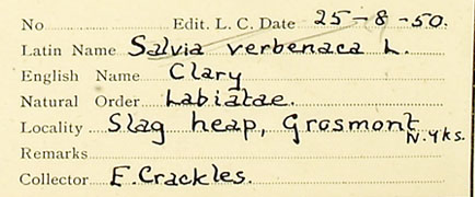 Eva Crackes herbarium label