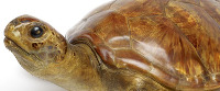 turtle (image/jpeg)