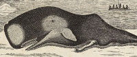 detail from whaling print (image/jpeg)
