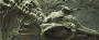 Ichthyosaurs - 'Fish Lizards'