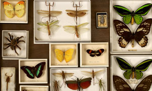 Insect draw (image/jpeg)