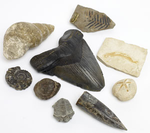 fossil group