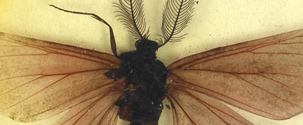 heather moth detail