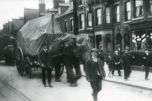 Elephants on a residential street (image/jpeg)