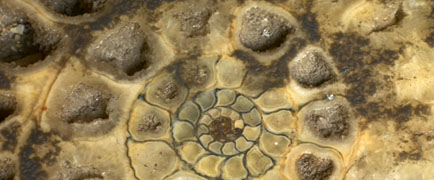 Detail of Ammonite