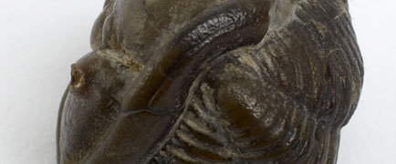 Detail of Trilobite