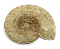 Ammonite (Hildoceras bifrons)