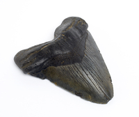 Shark Tooth (Carcharodon sp.)