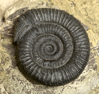 Ammonite (Snakestone)